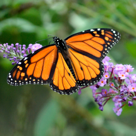 Photo of a Butterfly