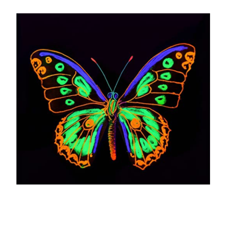 Butterfly Blacklight