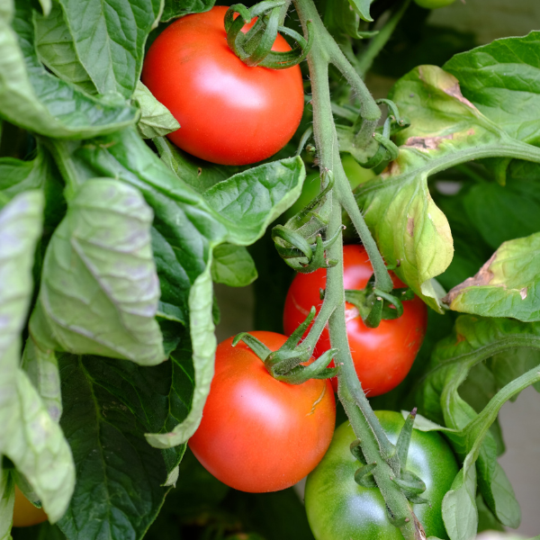 Image of Tomatoes